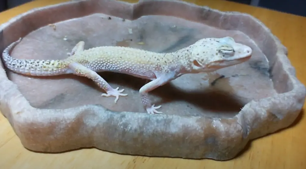 Closed Eye Gecko