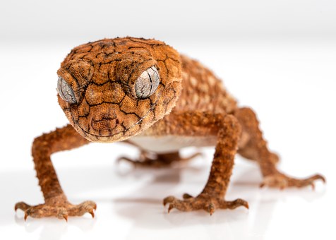 Gecko