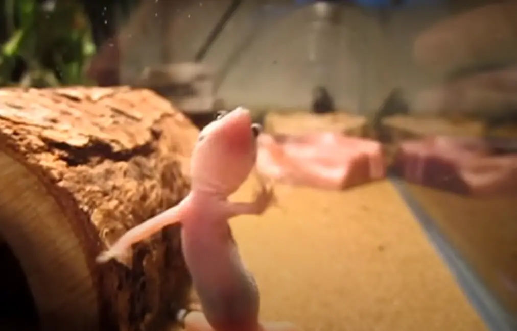 A Gecko Glass Surfing