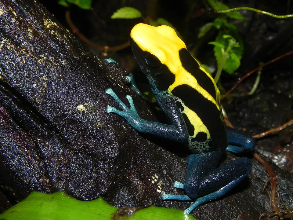 Poison Dart Frog.