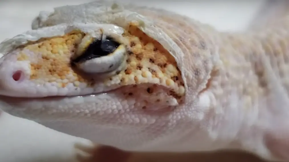 Shedding Gecko