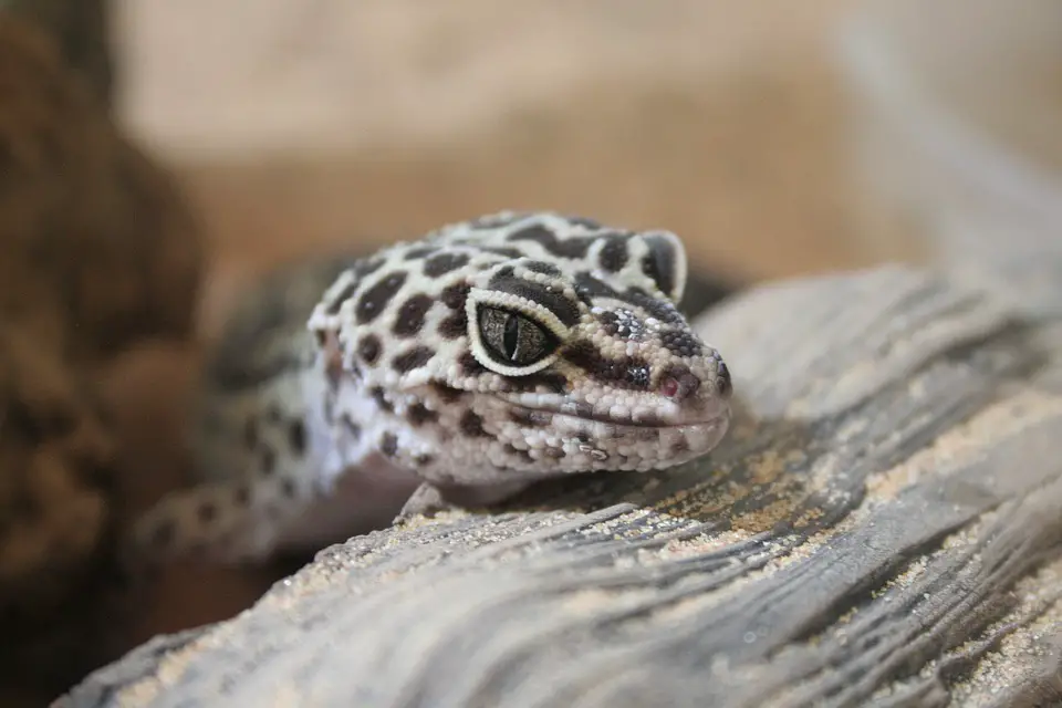 Leopard Gecko