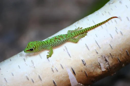 Baby Gecko