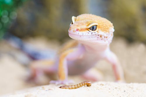 Feeding Gecko