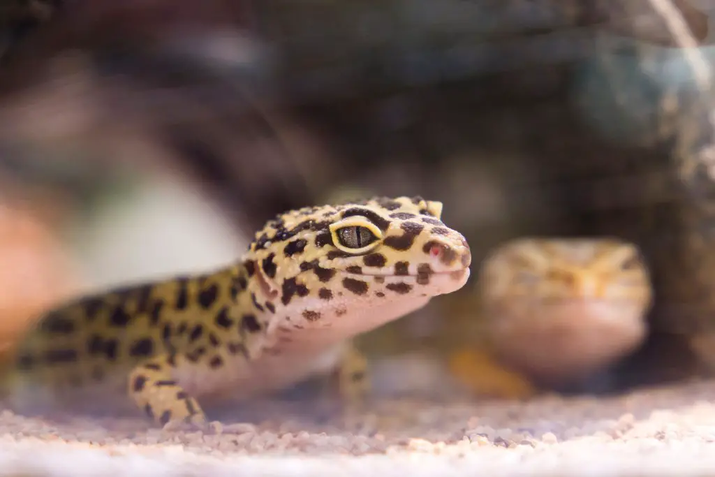 Cohabiting Geckos