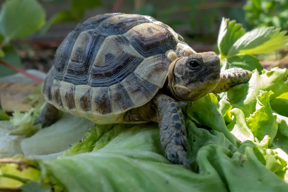 Turtle with Leopard Gecko