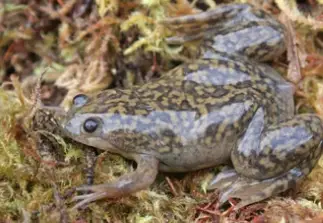 African Clawed Frogs