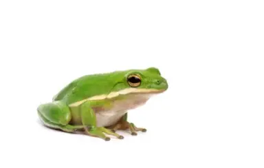 American Green Tree Frog