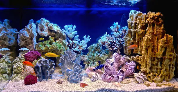 Decorated Aquarium 