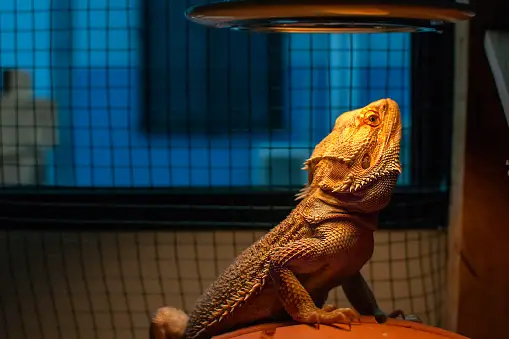 Bearded Dragon Heat Lamp.