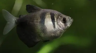 Black-skirt Tetra