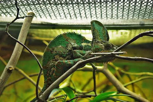 Chameleon in a Cage