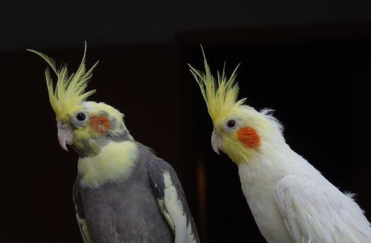 Cockatiel