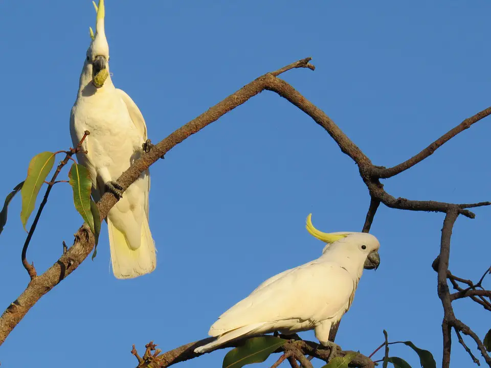 Cockatoo