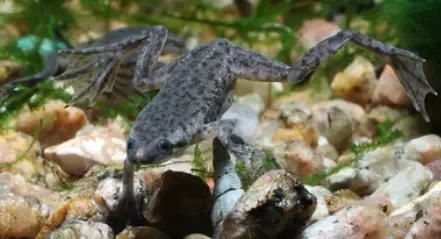 Dwarf Clawed Frog