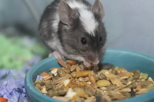 Feeding Rat