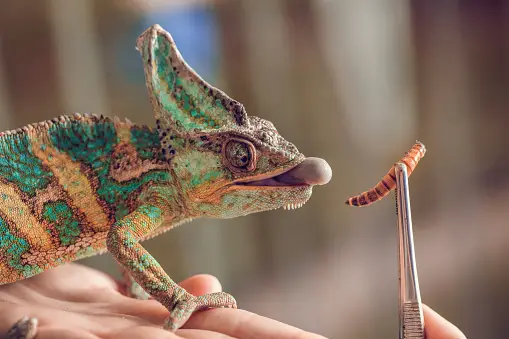 Feeding a Pet Chameleon.