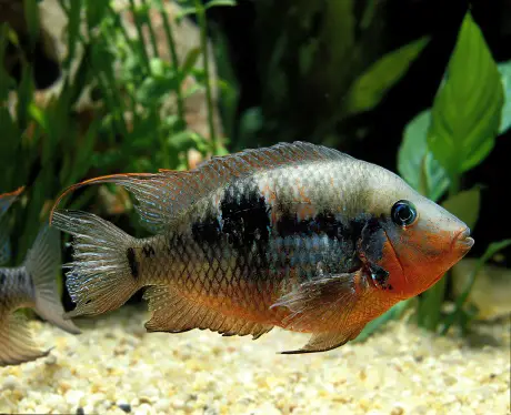 Firemouth Cichlids