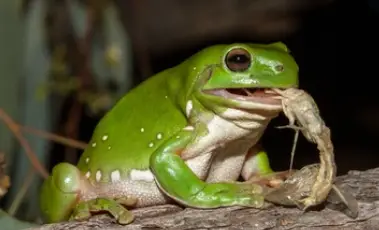 Frog Feeding