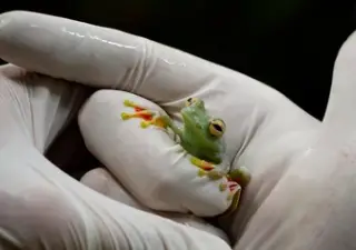 Frog Handling Gloves.