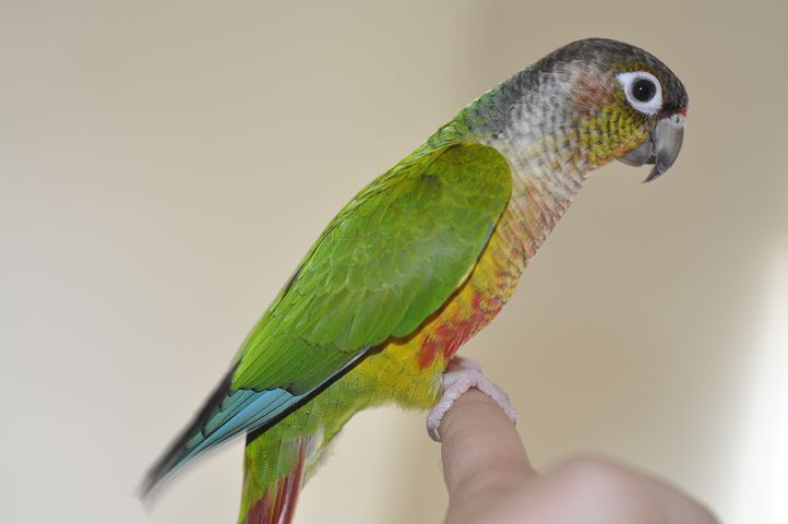 Green-Cheeked Conure