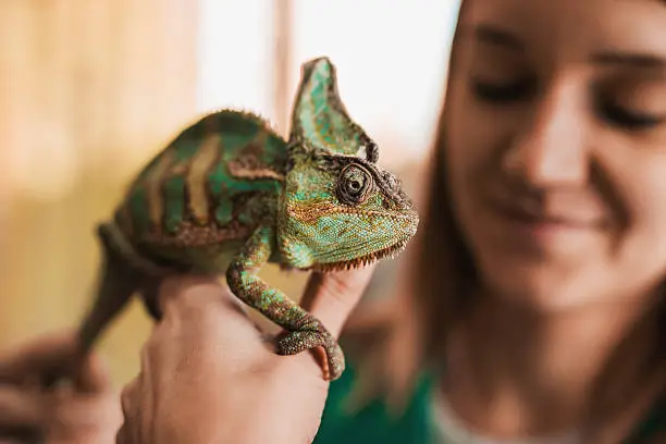 Hand Petting a Chameleon