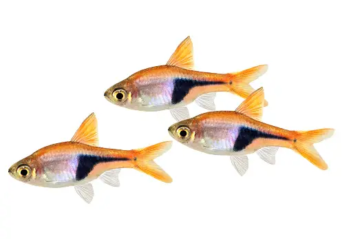 Harlequin Rasbora