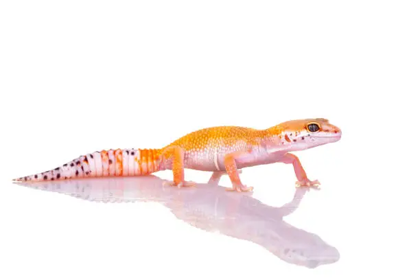 Leopard Gecko Tail Fat Store