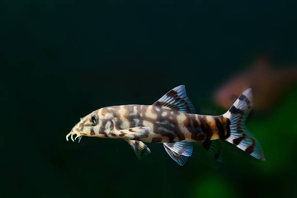 Loach Fish