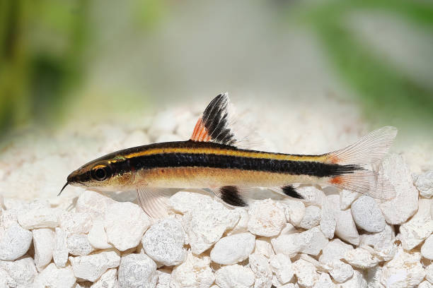 Otocinclus