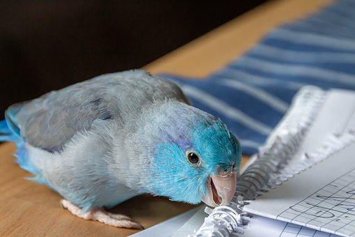 Parrotlet