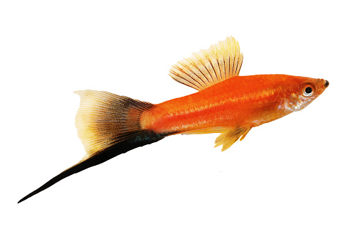 Swordtail fish