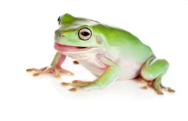 White's Tree Frog