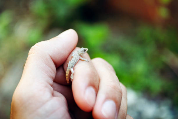 Baby Leopard Gecko