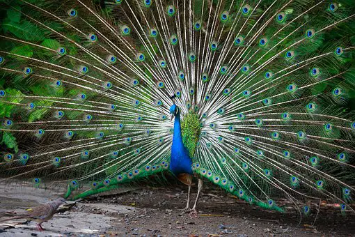 Beautiful Peacock Feathers to get rid of Lizards