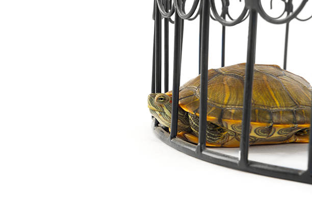 Do Captivity Reptiles Get Lonely?