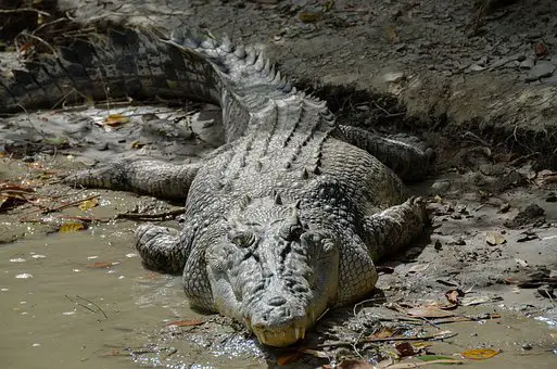 Reptiles Sleeping After Heavy Meals are not Lonely