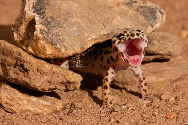 Leopard Gecko Aggression