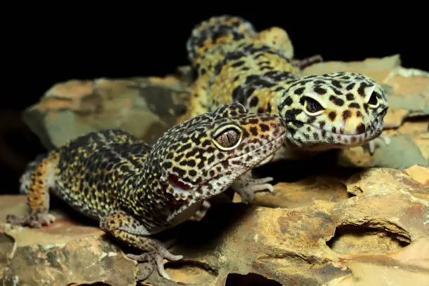 Leopard Gecko Sharing Habitat