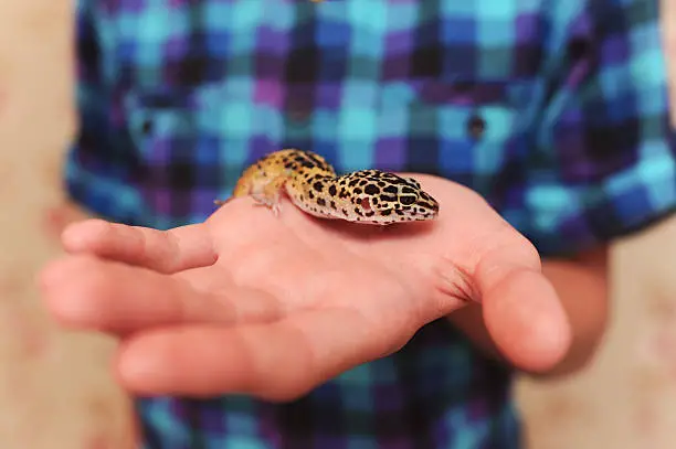 Leopard gecko full weight support