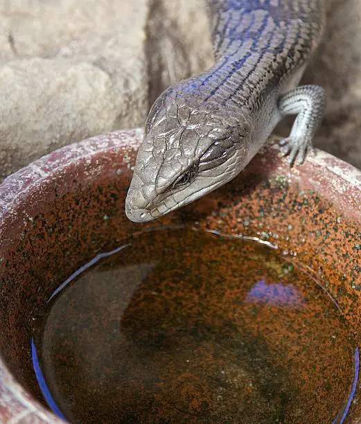 Ensure there is no water source to get rid of Lizards