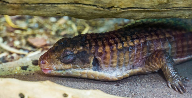 Reptiles In Brumation are not Lonely