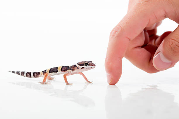 Playing with Leopard Gecko