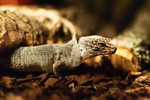 Shedding of Skin by Reptiles is not being lonely