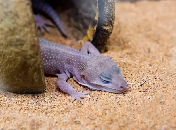 Leopard gecko type never heard of