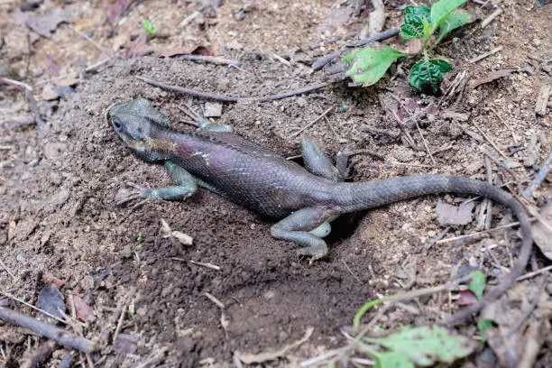 Chameleon Laying Eggs