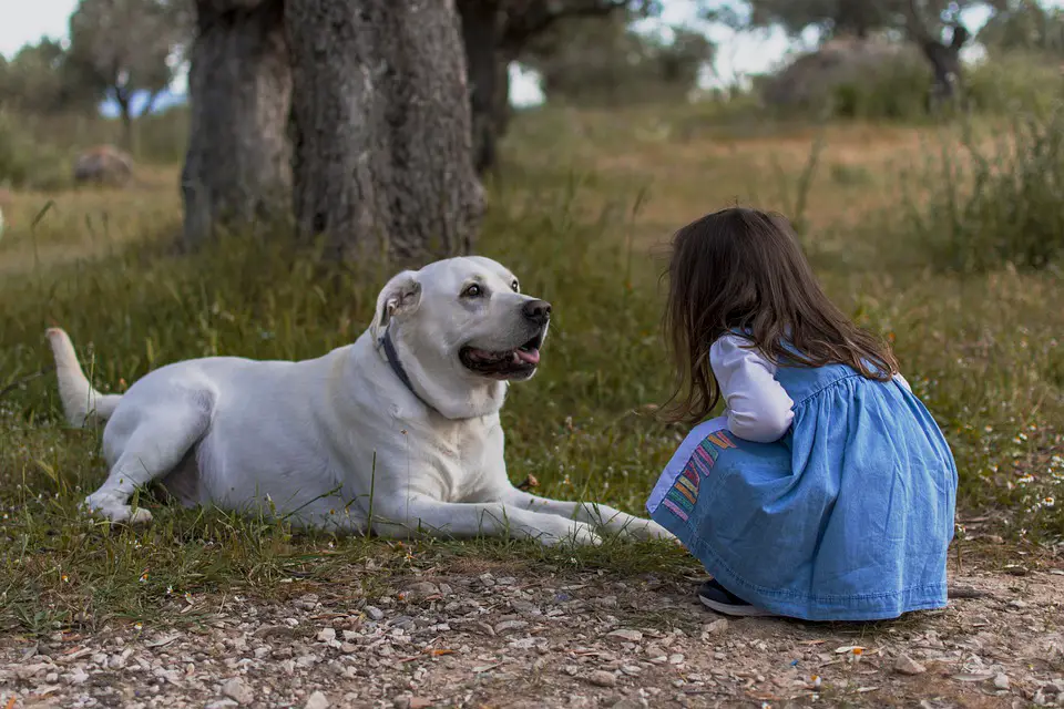 10 Reasons to own a pet