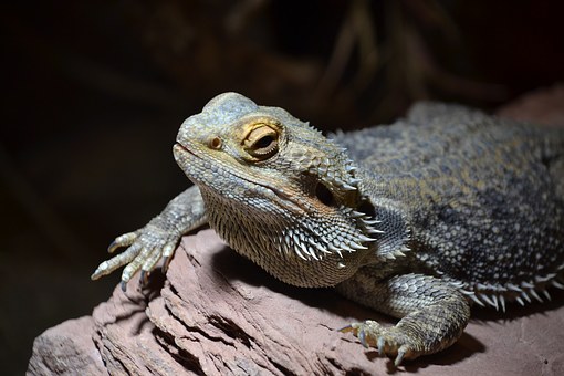 Fat Bearded Dragon full Fat Pads