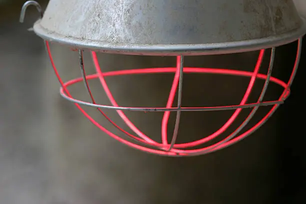 Heat Lamp Hanging In a Chameleon Cage