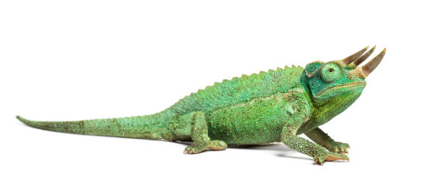 Jackson's Chameleons good pets for beginners